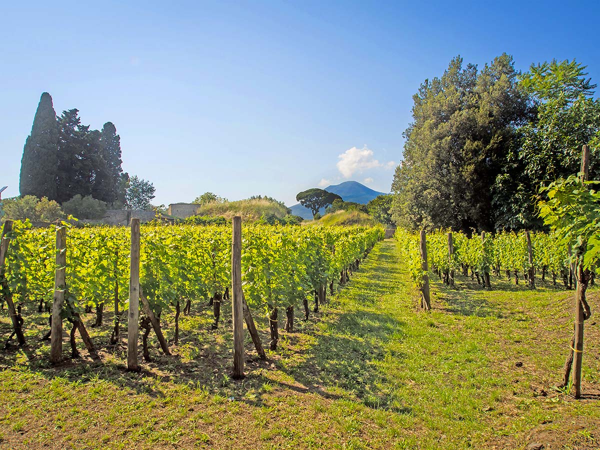 Vigna Vesuvio